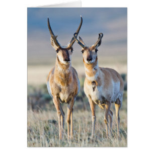 Wyoming, Sublette County, Pronghornböcke