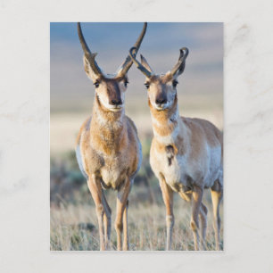 Wyoming, Sublette County, Pronghornböcke Postkarte