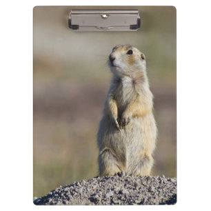 Wyoming, Sublette County, Weißschwanz-Präriehund Klemmbrett