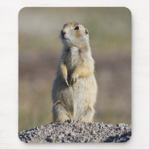 Wyoming, Sublette County, Weißschwanz-Präriehund Mousepad