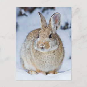 Wyoming, Sublette Landkreis, Nuttall's Cottontail Postkarte