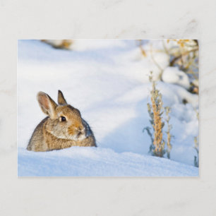 Wyoming, Sublette Landkreis, Nuttall's Cottontail Postkarte