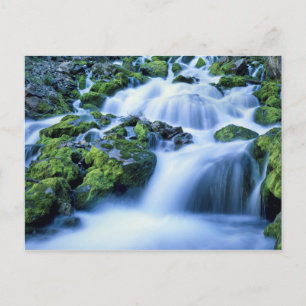 Wyoming. USA. Periodische Quelle während der Perio Postkarte