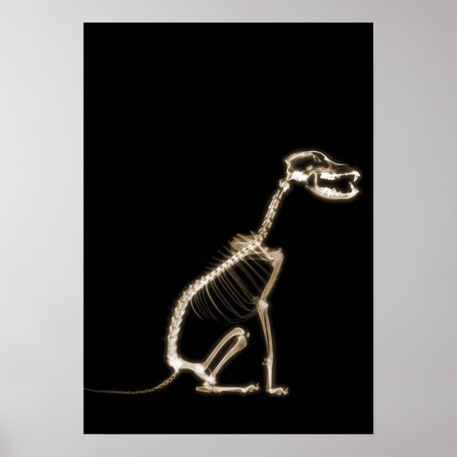 X-RAY PUPPY DOG SKELETON SITTING - SEPIA POSTER (Vorne)