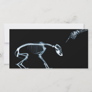 X-Ray Skeletons Blue Bad Dog
