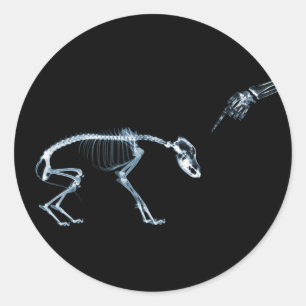 X-Ray Skeletons Blue Bad Dog Runder Aufkleber