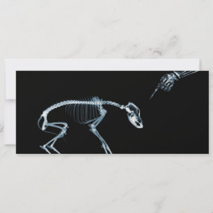 X-Ray Skelette Blue Bad Dog lädt ein Einladung