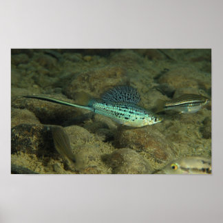 Xiphophorus montezumae - Montezumae Schwertschwanz Poster