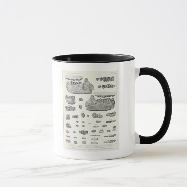 XLV Phenacodus, Opisthotomus, Hyopsodus Tasse (Rechts)