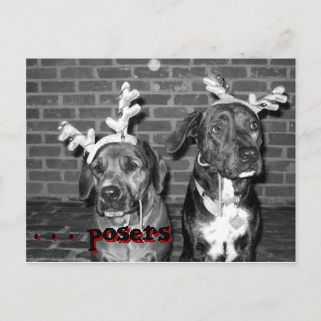 xmas carte recrop recontraste, . . .. des poseurs, (Devant)