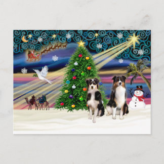 Xmas Magic-Tri-AussieShepPAIR-6-7 Feiertagspostkarte