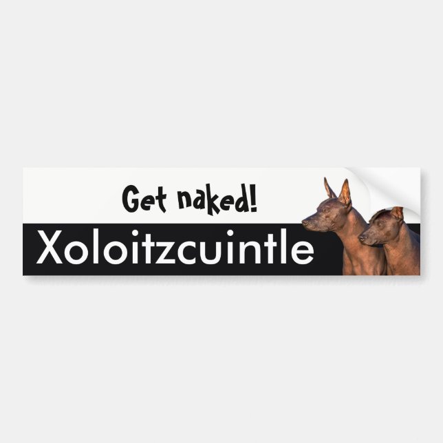 Xolitzcuintle Autoaufkleber (Vorne)