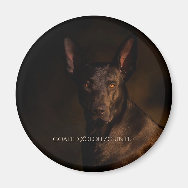 Xoloitzcuintle Coated Magnet (Vorne)