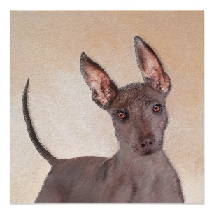 Xoloitzcuintli Malerei - Niedliche Original Dog Ar Poster