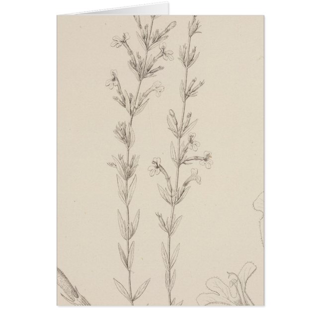 XVII Hedeoma hyssopieolia (Devant)