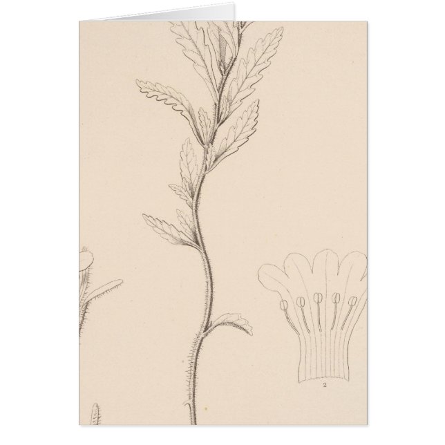 XVIII Nama rothrockii (Vorne)