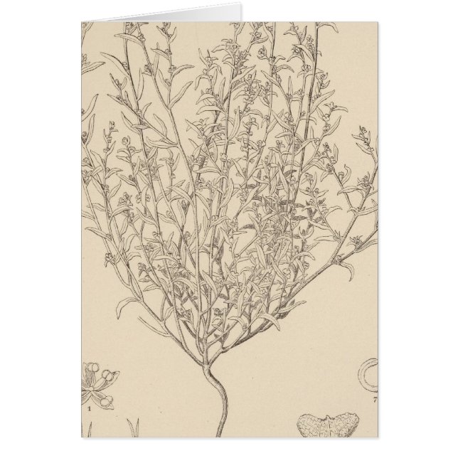 XXIV Atriplex wolfii (Vorne)