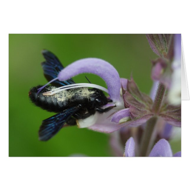 Xylocopa iris (Devant horizontal)