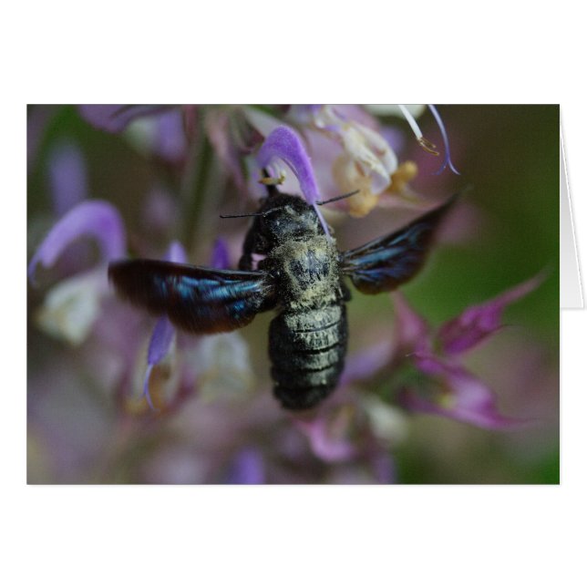 Xylocopa iris (Devant horizontal)