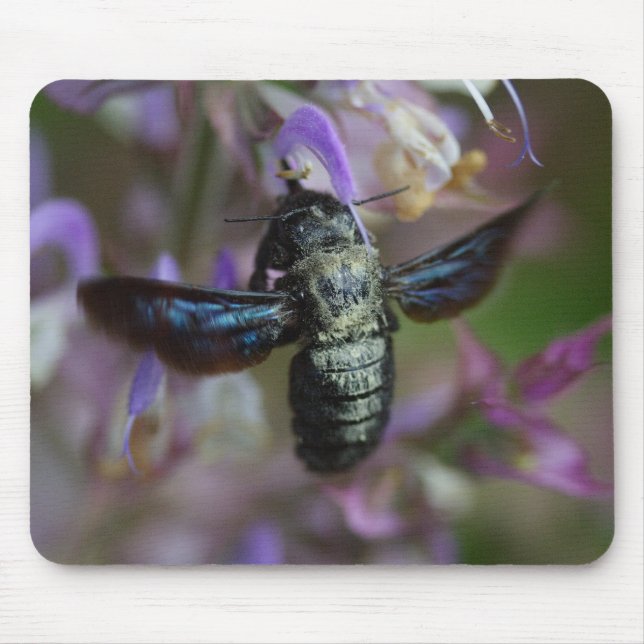 Xylocopa Mousepad (Vorne)
