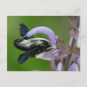 Xylocopa Postkarte
