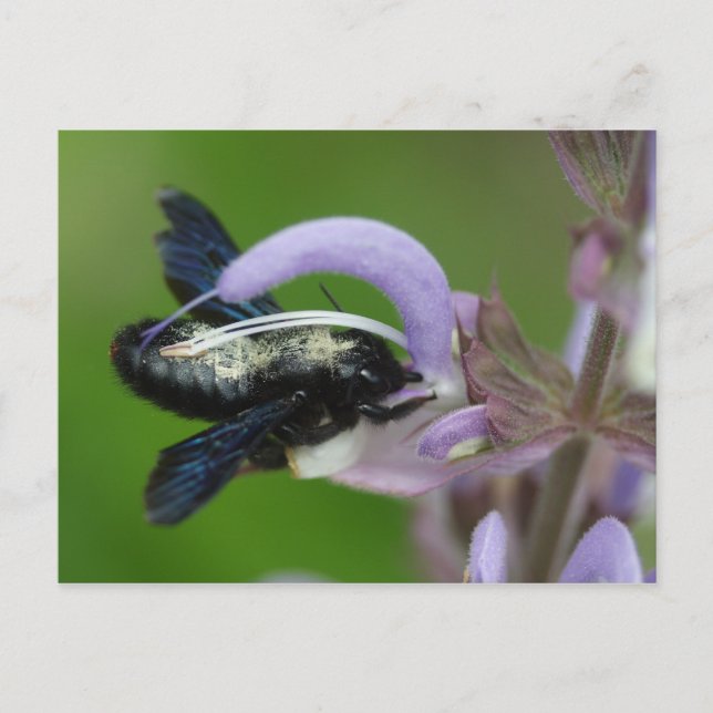 Xylocopa Postkarte (Vorderseite)