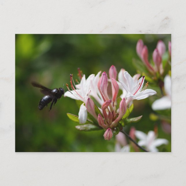 Xylocopa Postkarte (Vorderseite)