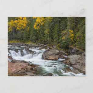 Yaak fällt im Herbst im Kootenai-Nationalstaat Postkarte