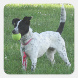 Yahtzee Der Hund mit Ball Stickern Quadratischer Aufkleber