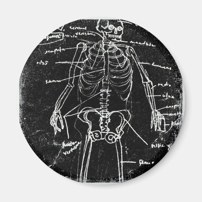 Yaie Tokyo Human Skeleton Anatomy Magnet (Vorne)