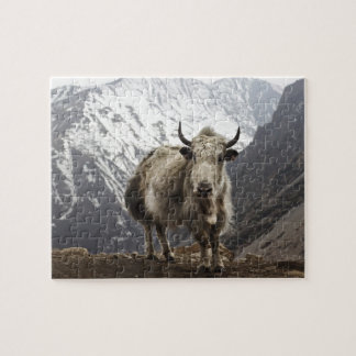 Yak in Nepal