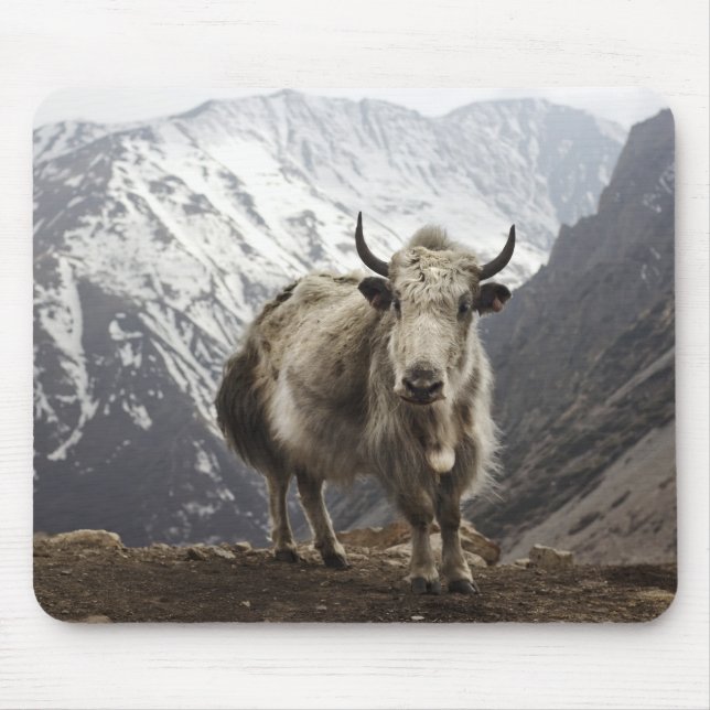 Yak in Nepal Mousepad (Vorne)