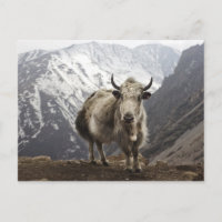 Yak in Nepal