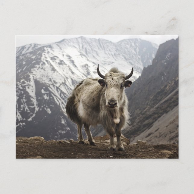 Yak in Nepal Postkarte (Vorderseite)