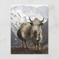 Yak in Nepal