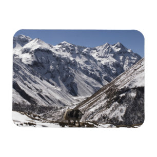 Yak nahe Mt. Jhomolari, Jangothang Jigme Dorji Magnet