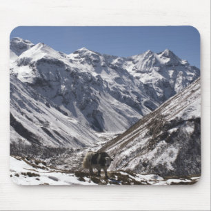 Yak nahe Mt. Jhomolari, Jangothang Jigme Dorji Mousepad