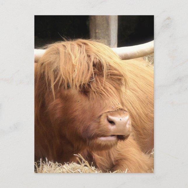 Yak Postcard Postkarte (Vorderseite)