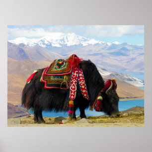YakBos Grunniens nahe Yamdrok See Tibet Poster