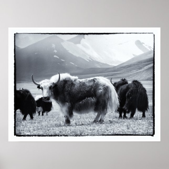 Yaks - Der Himalaya Poster (Vorne)