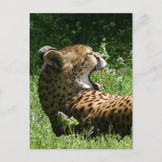 Yakty Yak Postkarte