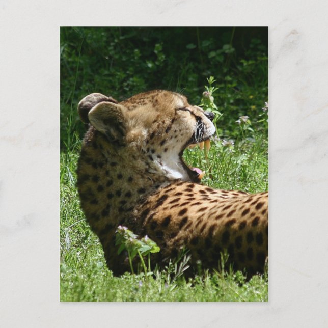Yakty Yak Postkarte (Vorderseite)