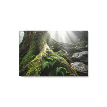 Yakushima-Mooswald 'Atem des Lebens' | Biophil