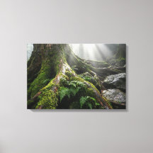Yakushima Moss Forest 'Breath of Life' | Biophilic