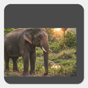Yala National Park Elefantentasse - Sri Lanka Wild Quadratischer Aufkleber