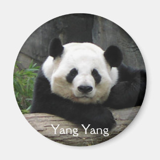 Yang Yang Panda Magnet