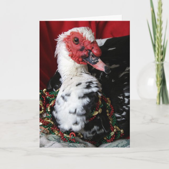 Yankee, der Muscovy Drake, Weihnachten (Vorderseite)