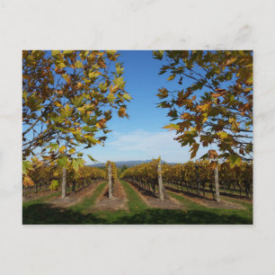 Yarra Valley Vineyard, Melbourne, Australien Postkarte
