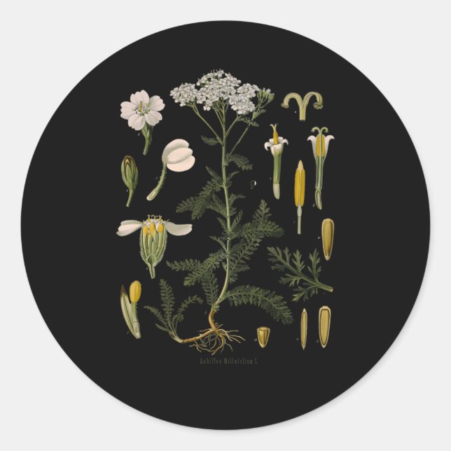 Yarrow Blume Floral Botanical Botany Illustration Runder Aufkleber (Vorderseite)