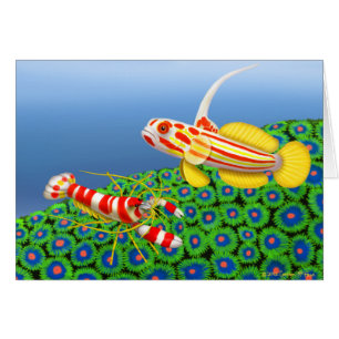 Yasha Hase Goby et carte de crevette de pistolet